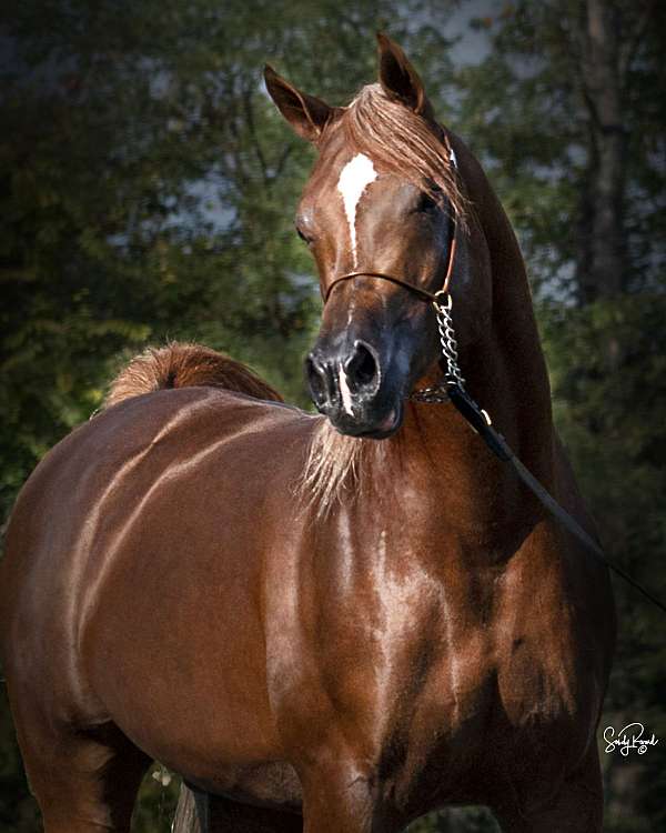 breeding-arabian-horse