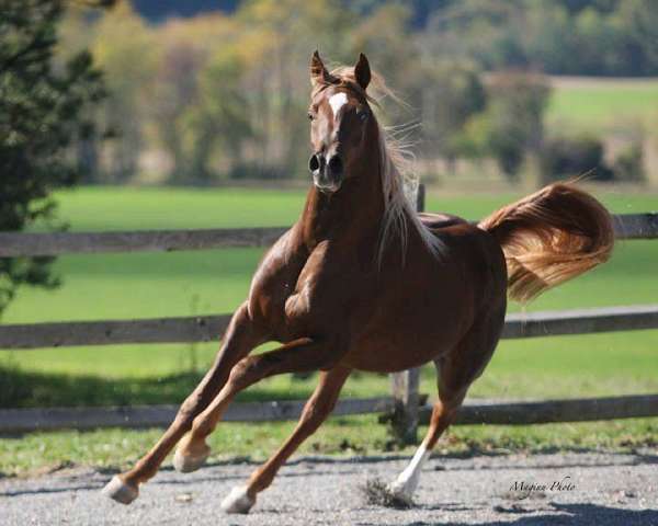 equitation-arabian-horse