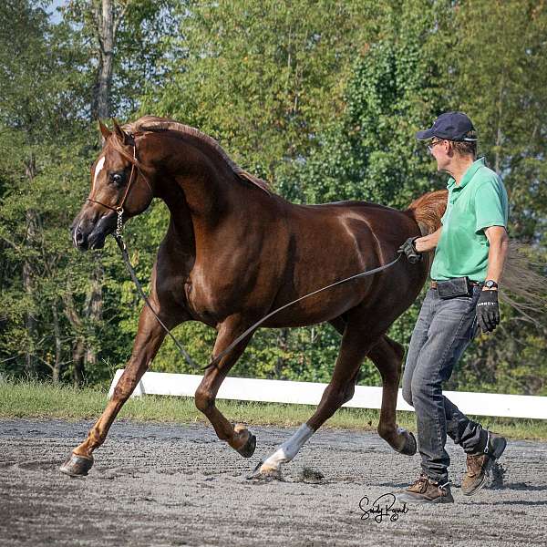 dressage-arabian-horse