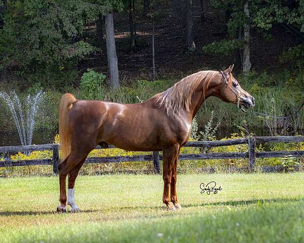 english-pleasure-arabian-horse