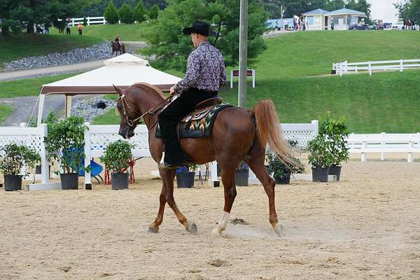 halter-arabian-horse