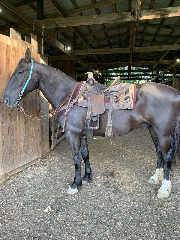 team-dr-percheron-horse