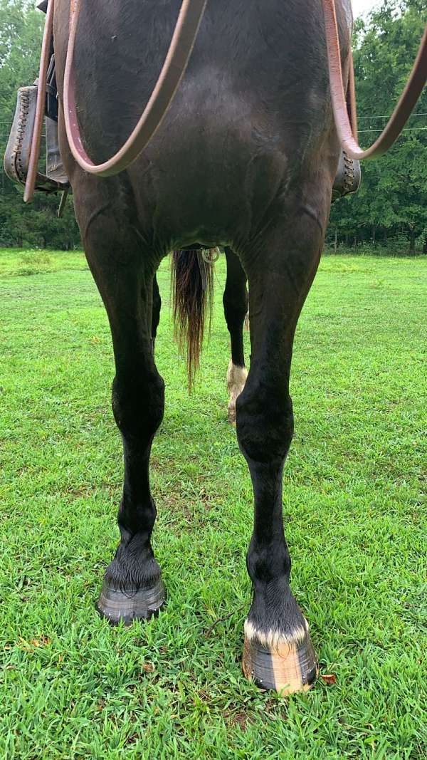 cross-percheron-horse