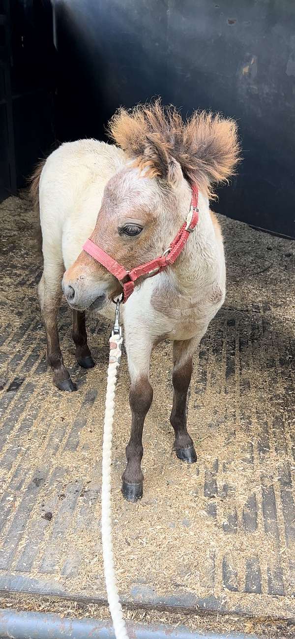 therapy-appaloosa-miniature-horse