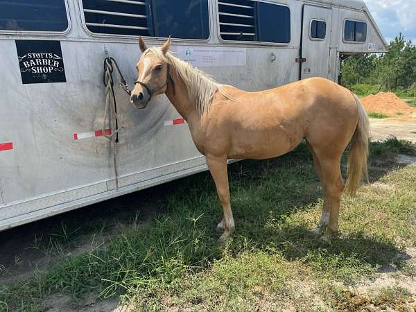 palomino-star-strip-horse