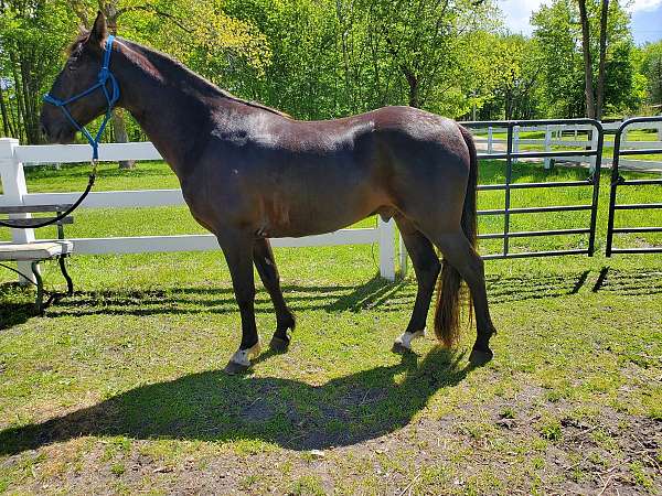 rocky-mountain-gelding