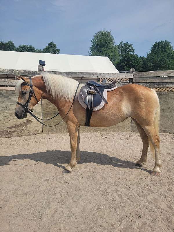 haflinger-filly