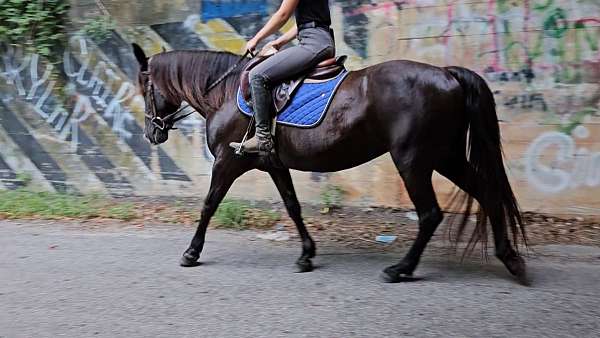 beginner-tennessee-walking-horse