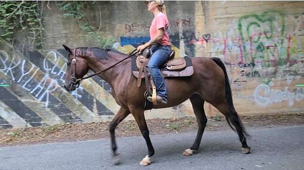 dressage-warmblood-horse