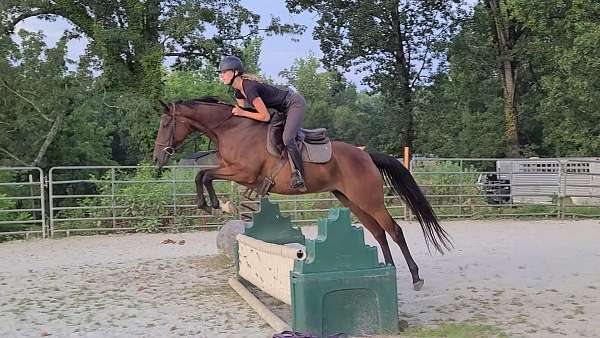 eventing-warmblood-horse