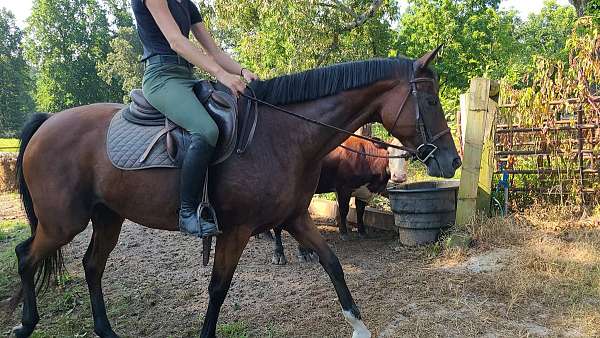 field-hunter-warmblood-horse