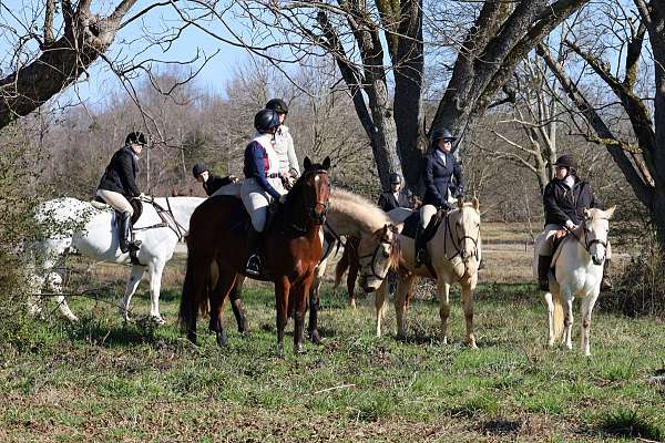 hunter-under-saddle-warmblood-horse