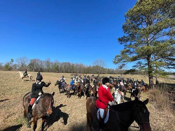 husband-safe-warmblood-horse