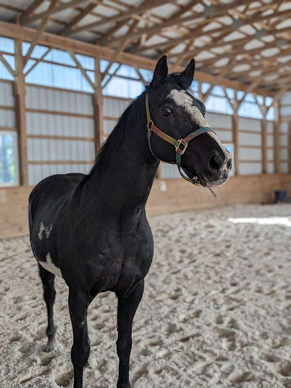 black-with-white-splashes-horse