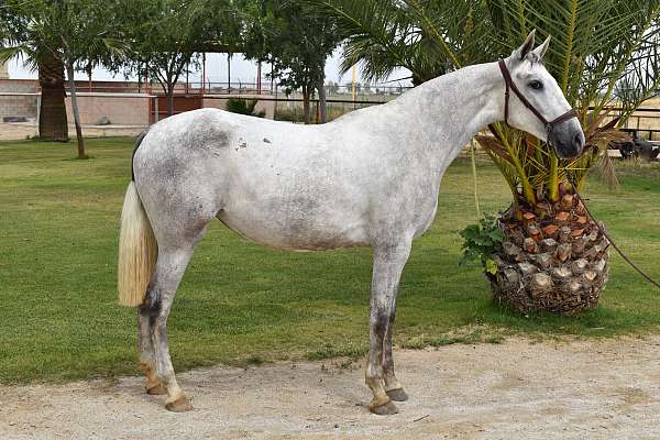 andalusian-horse