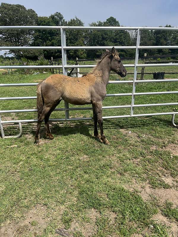 cutting-prospect-appaloosa-pony