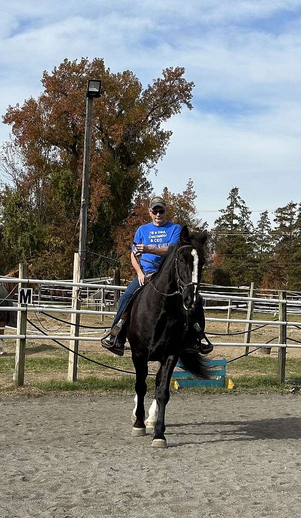 dressage-dutch-warmblood-warmblood-horse