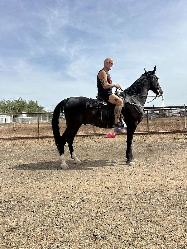 black-dressage-horse