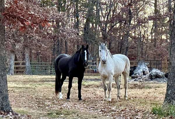 beauty-dutch-warmblood-horse