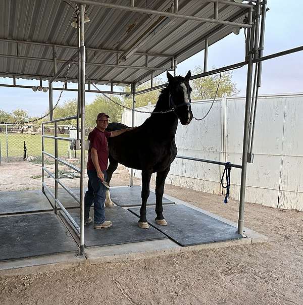 poles-dutch-warmblood-horse