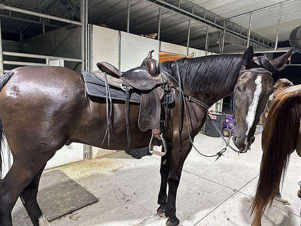 beauty-dutch-warmblood-warmblood-horse