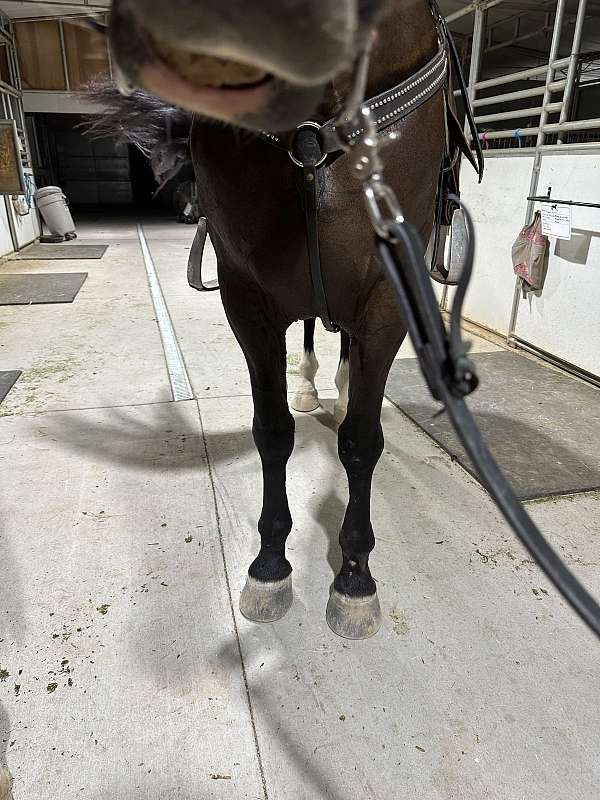 black-dutch-warmblood-horse