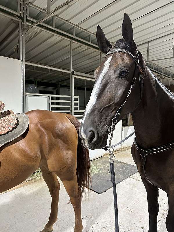 black-beauty-dutch-warmblood-horse