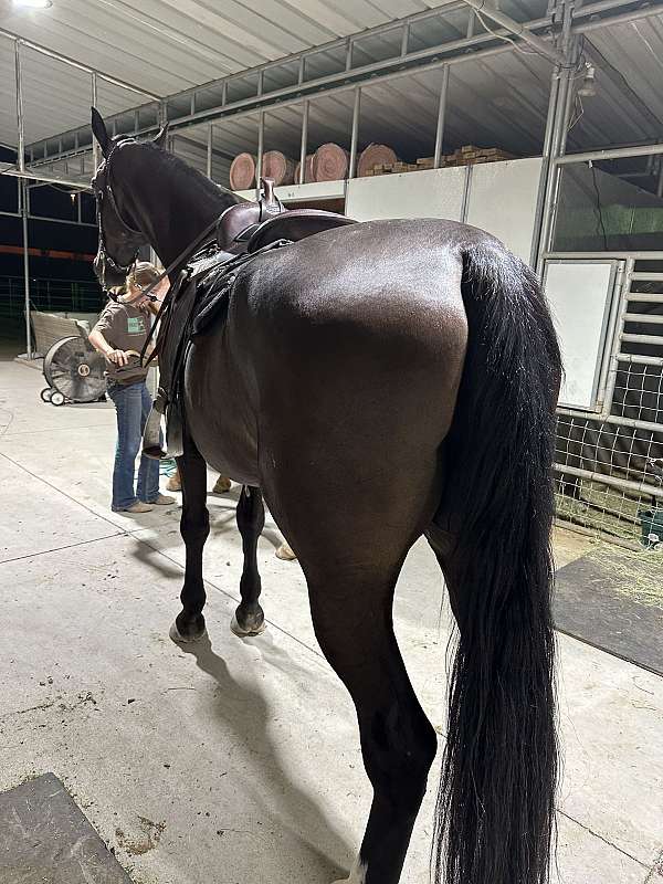 hands-dutch-warmblood-horse