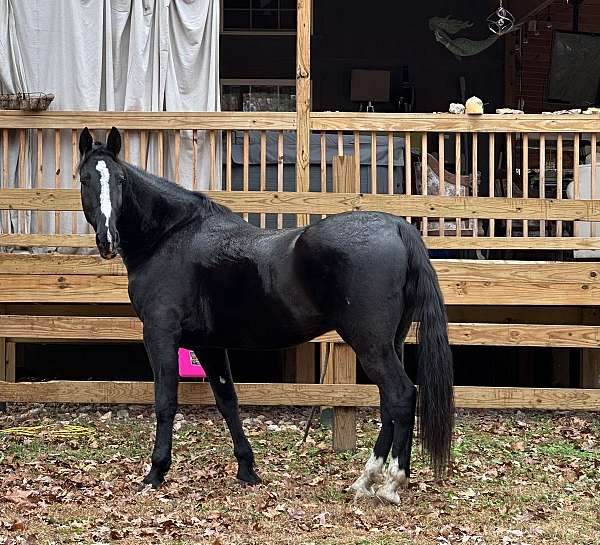 jump-dutch-warmblood-horse