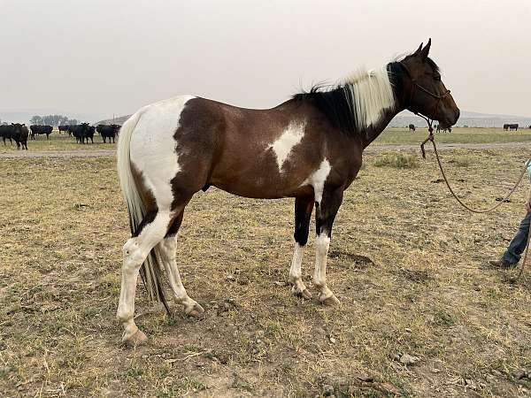 all-around-paint-horse