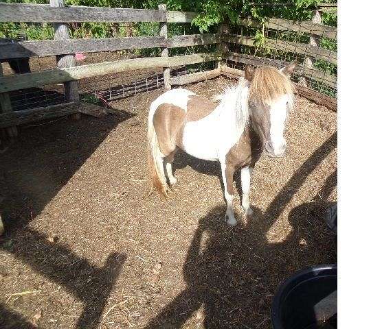 pinto-white-face-horse