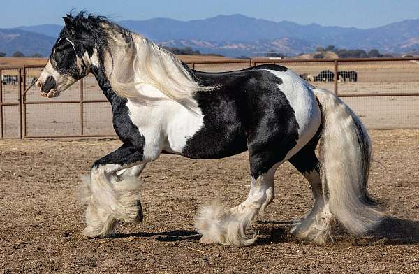 breeding-gypsy-vanner-tiger-horse