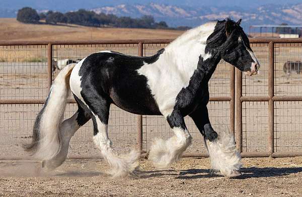 champion-gypsy-vanner-tiger-horse