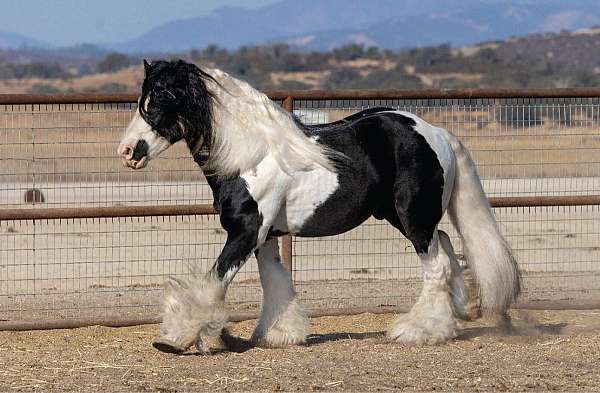 dressage-gypsy-vanner-tiger-horse