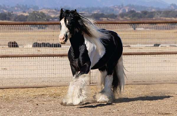 stallion-gypsy-vanner-tiger-horse