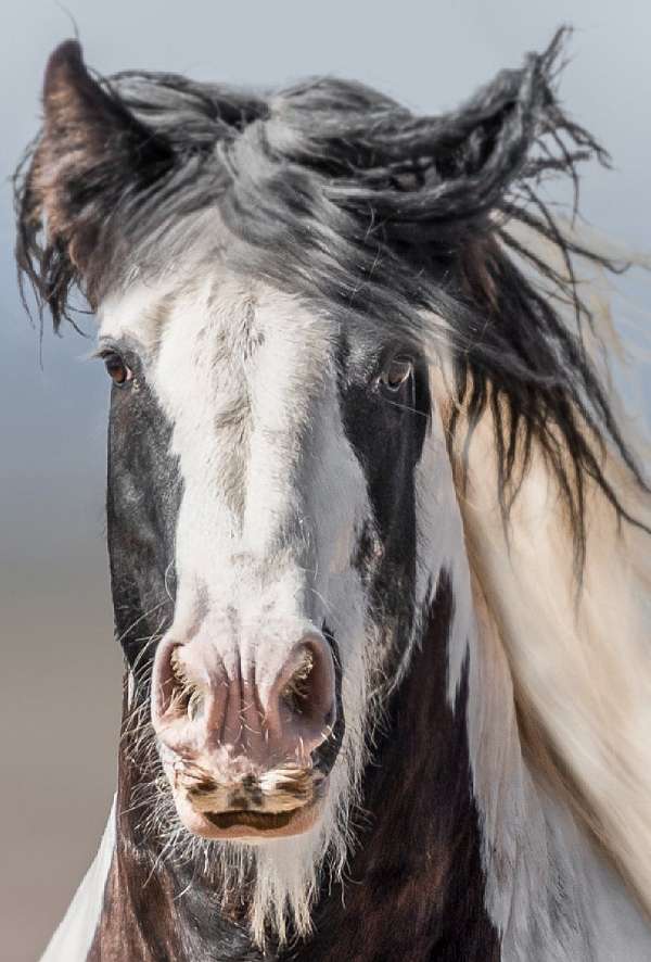 trained-gypsy-vanner-tiger-horse