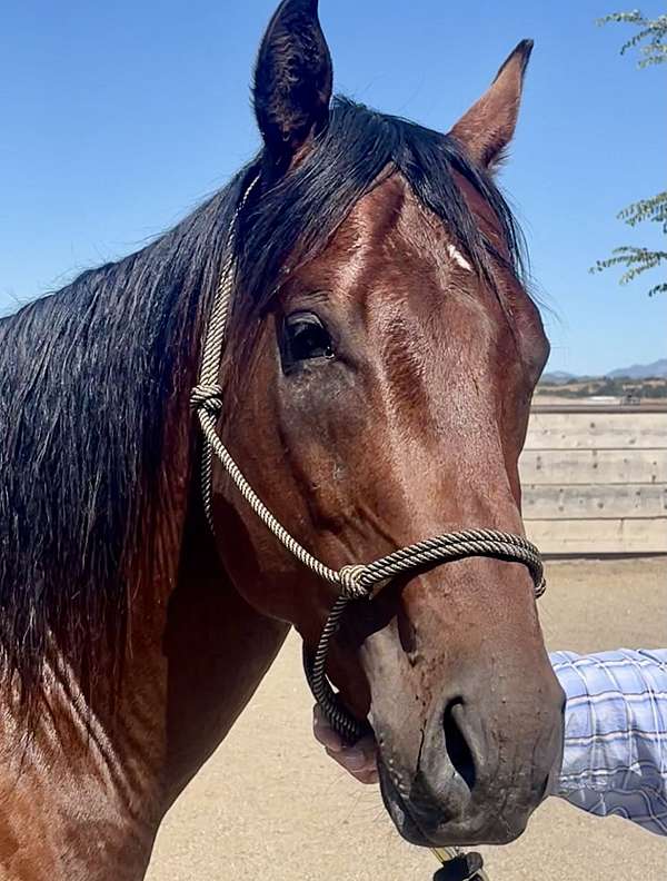 barrel-racing-thoroughbred-horse