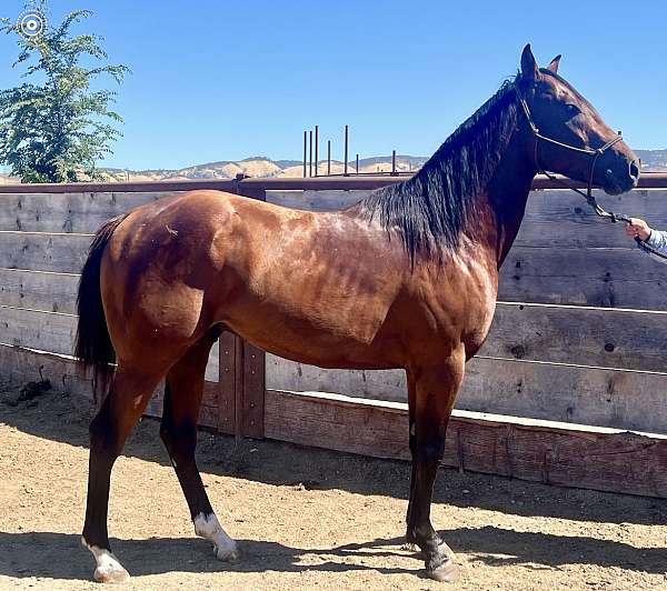 barrel-thoroughbred-horse