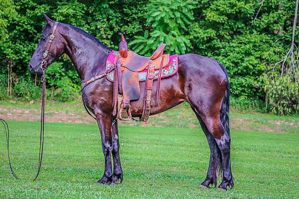 all-around-friesian-horse