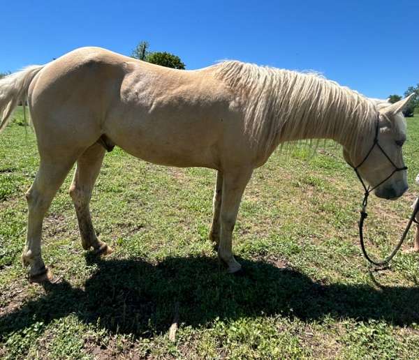 palomino-draft-gelding