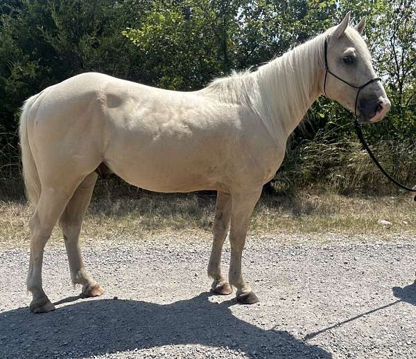 palomino-draft-gelding