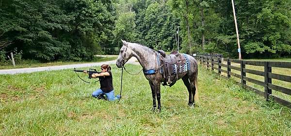 cowhorse-kentucky-mountain-horse