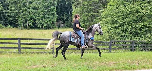 farm-horse-kentucky-mountain