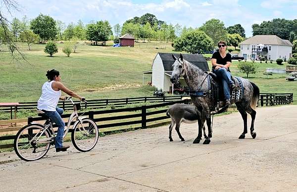 gun-safe-horse-kentucky-mountain