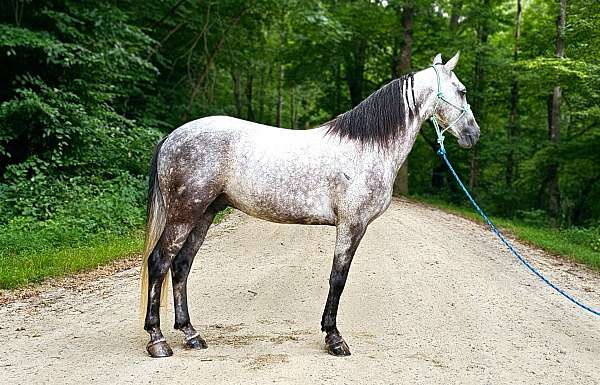 trail-kentucky-mountain-horse