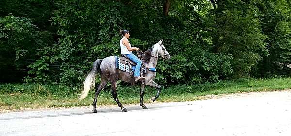 grey-see-pictures-horse