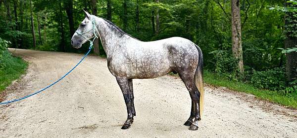 trail-riding-kentucky-mountain-horse