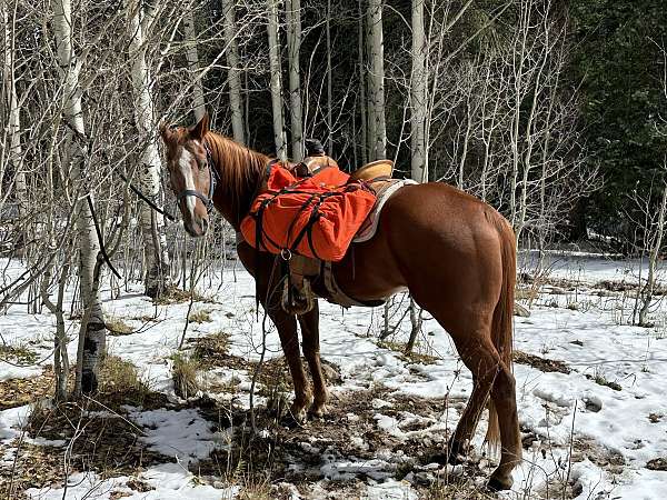 barrel-quarter-horse