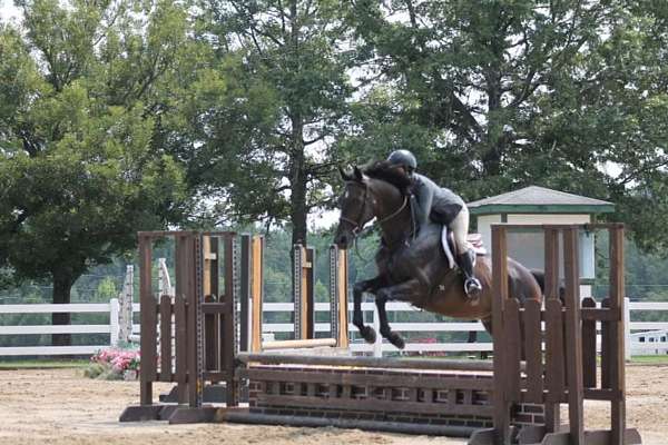 dressage-thoroughbred-horse