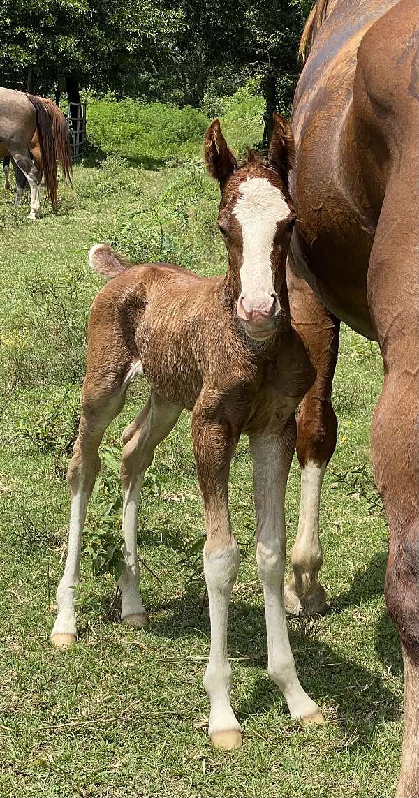 chestnut-overo-four-high-white-socks-horse